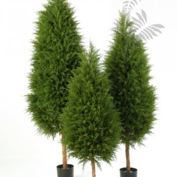 Preview: CYPRES TREE 56005N